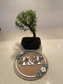Bonsai Miniature Tree Plant